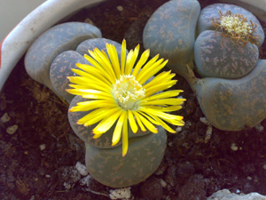 flor de lithops